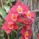 Odontonia durham castle flower