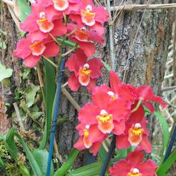 Odontonia hybrid