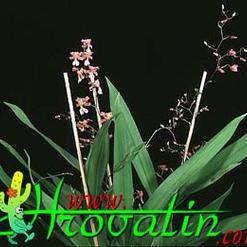 Oncidium ornithorhynchum