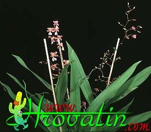 Oncidium ornithorhynchum