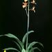 Oncidium pubes 1799