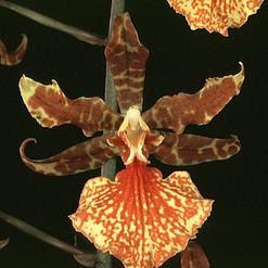 Oncidium pubes