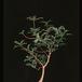 Operculicaria decaryi 1380