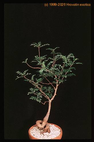 Operculicaria decaryi 1380