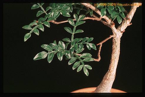 Operculicaria decaryi 1381