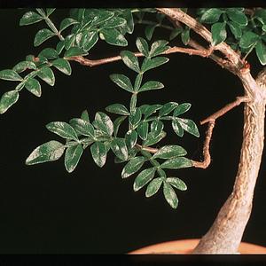 Operculicaria decaryi