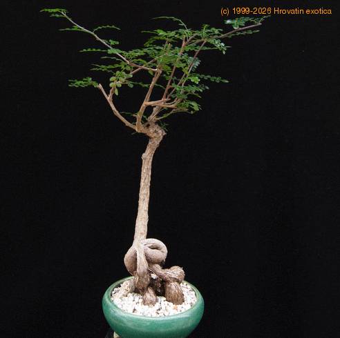 Operculicaria decaryi bonsai-Sib