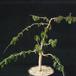 Operculicaria decaryi-SIb