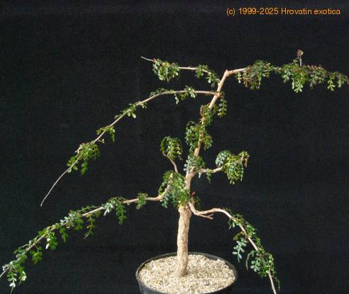 Operculicaria decaryi-SIb