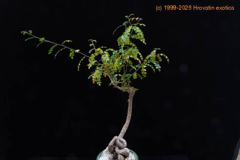 Operculicaria decaryi venenje SIb