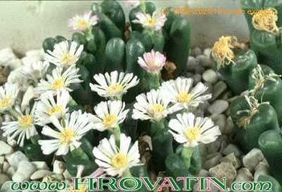 Ophthalmophyllum flower 1501