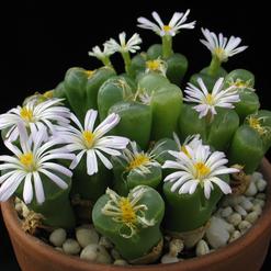 Ophthalmophyllum species