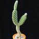 Opuntia microdasys albispina MOP