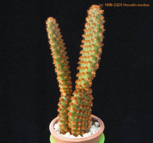 Opuntia microdasys MOP