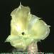 Opuntia microdasys v albispina flower 208