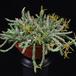 Orbea wissmannii 1