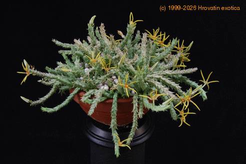Orbea wissmannii 1