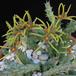 Orbea wissmannii
