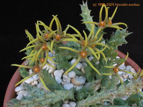 Orbea wissmannii