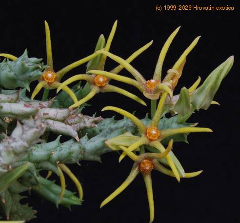 Orbea wissmannii PP20107