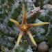 Orbea wissmannii SIf