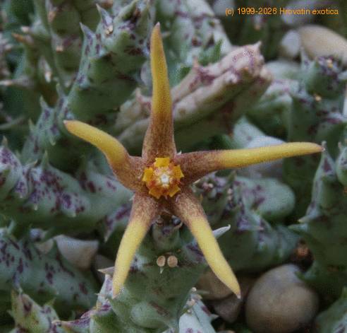 Orbea wissmannii SIf