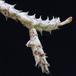 Orbea wissmannii SIl