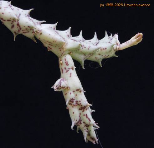 Orbea wissmannii SIl