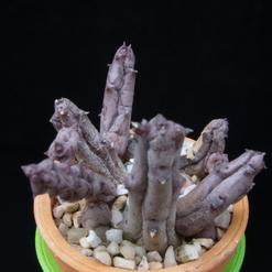 Orbeanthus hardyi