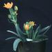 Ornithogalum dubium 1983