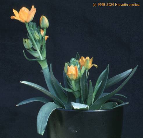 Ornithogalum dubium 1983