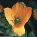 Ornithogalum dubium 1984