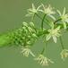 Ornithogalum longybracteatum SIf