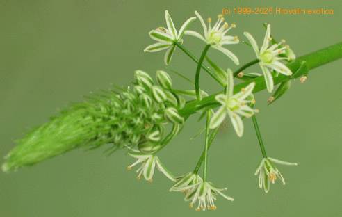 Ornithogalum longybracteatum SIf