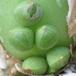 Ornithogalum longybracteatum SIjung