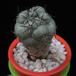Ortegocactus macdougalli MOP