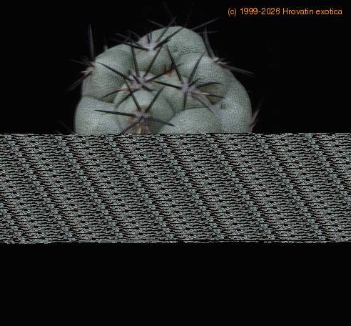 Ortegocactus macdougalli MOP