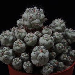 Ortegocactus macdougallii