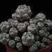 Ortegocactus macdougallii SIb