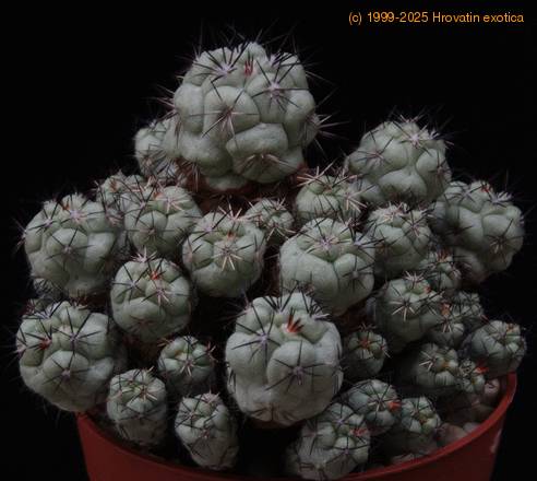 Ortegocactus macdougallii SIb