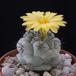 Ortegocactus macdougalliif
