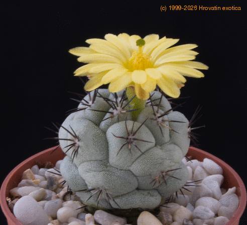 Ortegocactus macdougalliif
