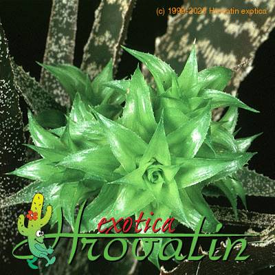 Orthophytum gurkenii 1840