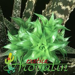 Orthophytum gurkenii