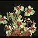 Oxalis deppei 2787