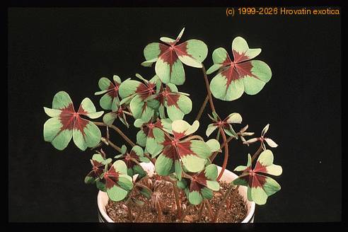 Oxalis deppei 2787