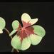 Oxalis deppei 2788