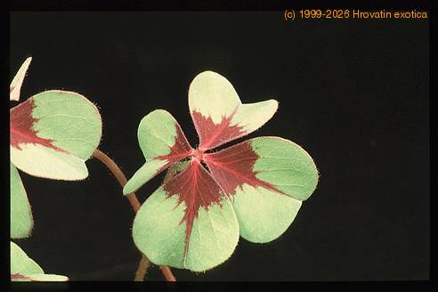 Oxalis deppei 2788