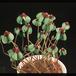 Oxalis deppei 2789