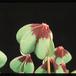 Oxalis deppei 2790